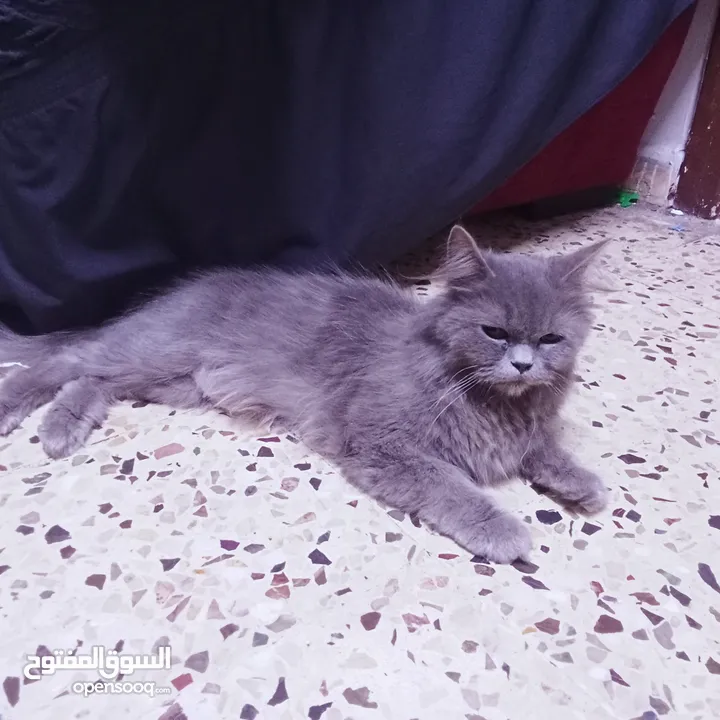 قطط هيمالايا رمادي
