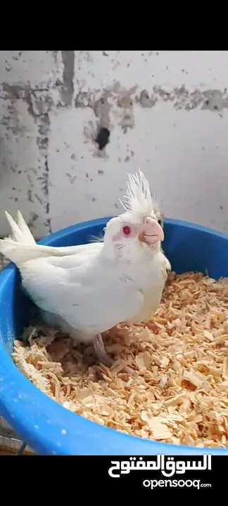فرخين كوكتيل زق يدوي واحد البينو وواحد بايد