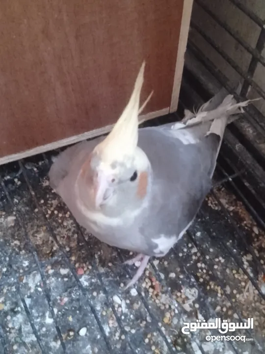 عصافير كوكتيل للبيع