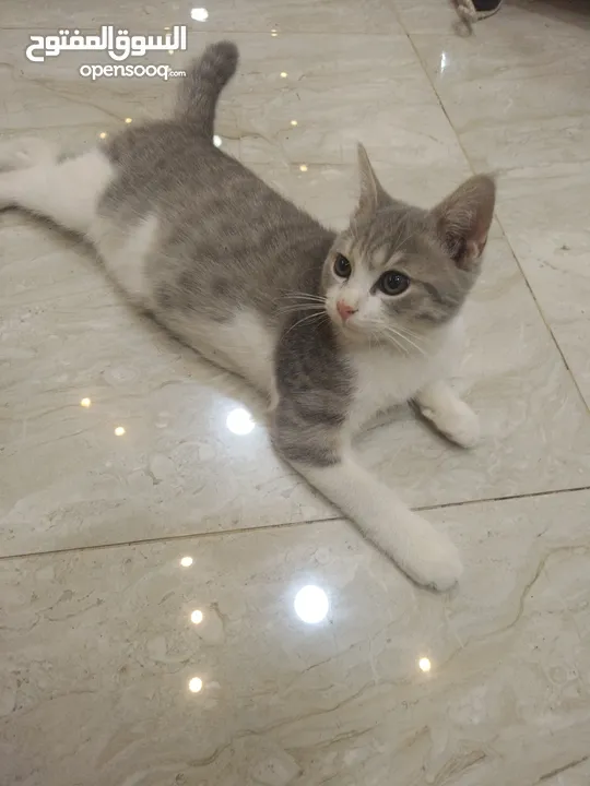 قطة للبيع عمر شهرين ونصف
