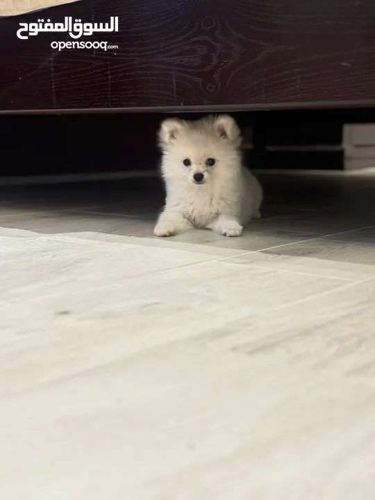 Creamy Male Pomeranian