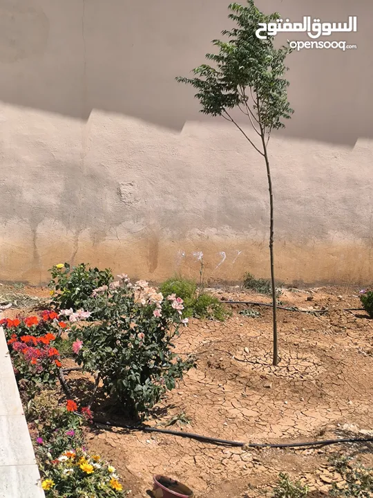 منزل شبه فيلا مساحته 150م طابق واحد مستقل حديث البناء قرب فلل الاندلسية طريق مادبا للايجارمن المالك