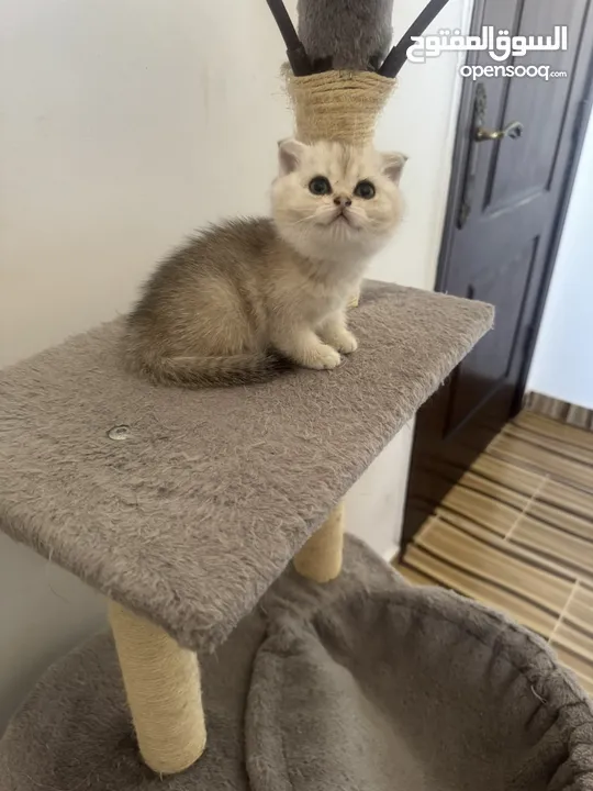 سكوتش تريبل فولد وستريت