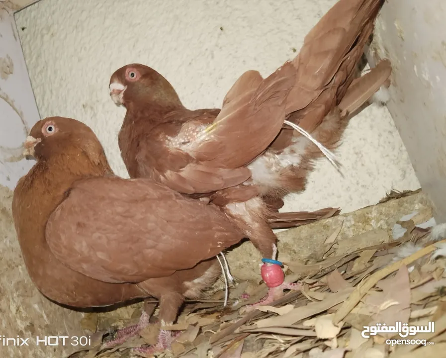 حمام جواز بصلات على نبي الحبه ب دينارين واغلبو تحتيو فراخ وبيض