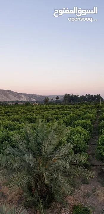 مزرعة جوافة