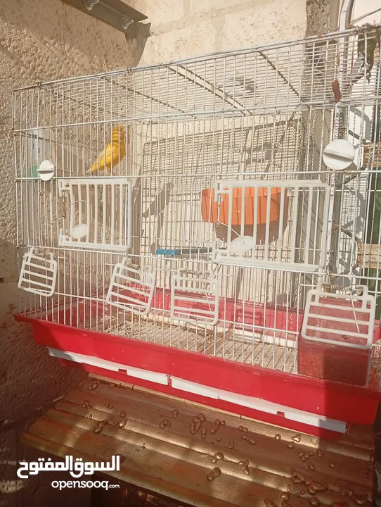 طيور كناري بحالة ممتازة جدا