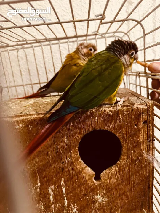 ببغاء الكونيور ذو الخد الأخضر 2 Green cheek conure parrots  2