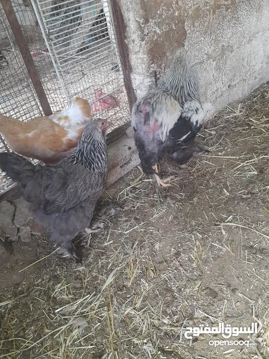 جاجه كوبرا راقده