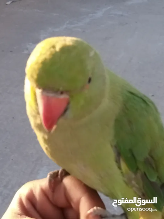 ببغاء الدرة الهندي