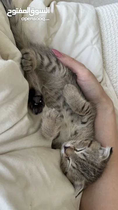 Super cute, playful scottish fold, 2 months old kitten