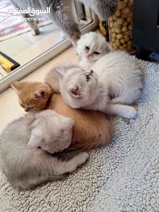 kittens for sale 60 days old    Scottish.