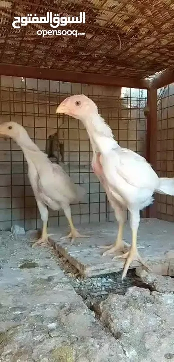 صيصان وديوك باكستاني