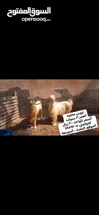 حلال منوع للبيع