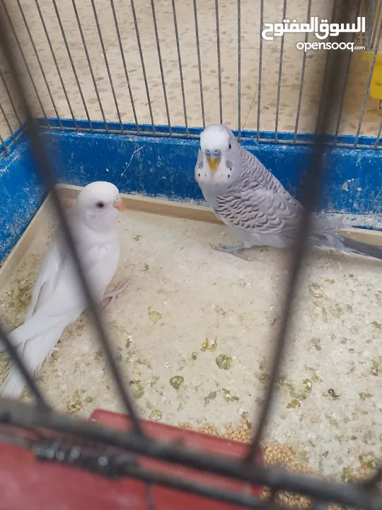 طيور حب مشكلات