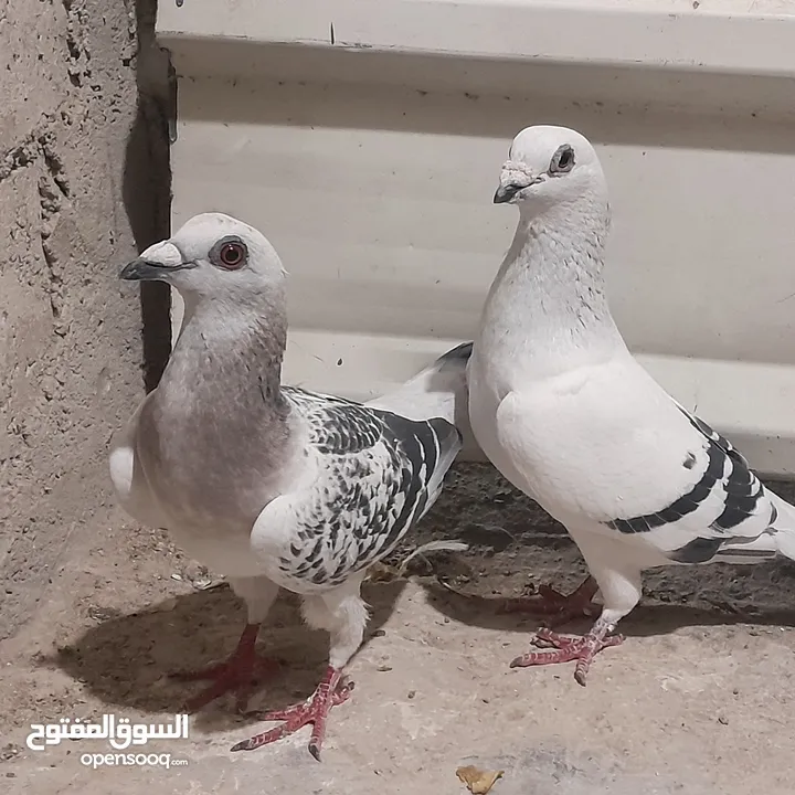 حمام للبيع جواج الجوز 10
