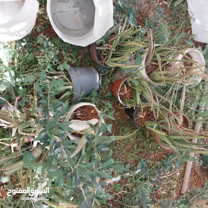 شجرة نخيل وعدد من أشتال صبار الألوفيرا خريبة السوق الجويدة الكيبو