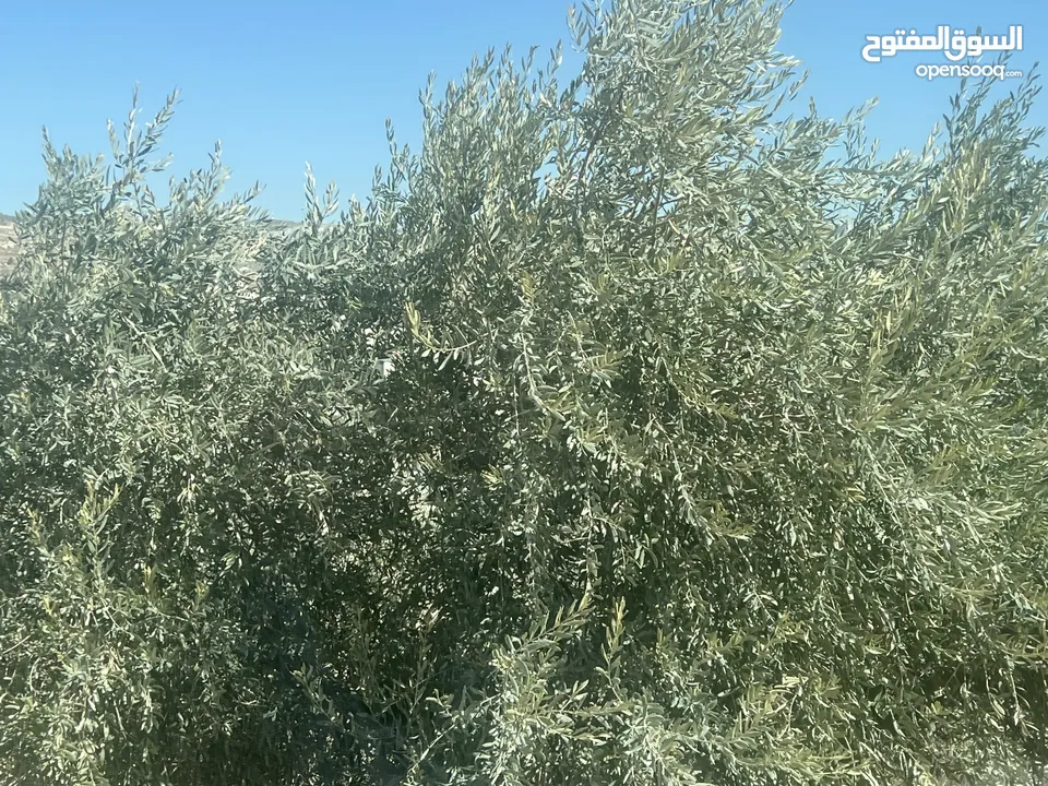 ارض للبيع مطلة