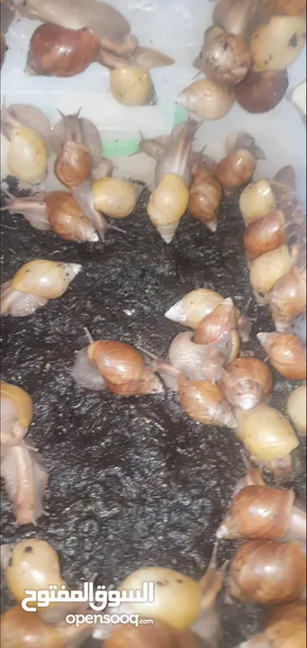 حلزون إفريقيا للبيع الزرقاء الجديده  اتواصل واتس اب فقط