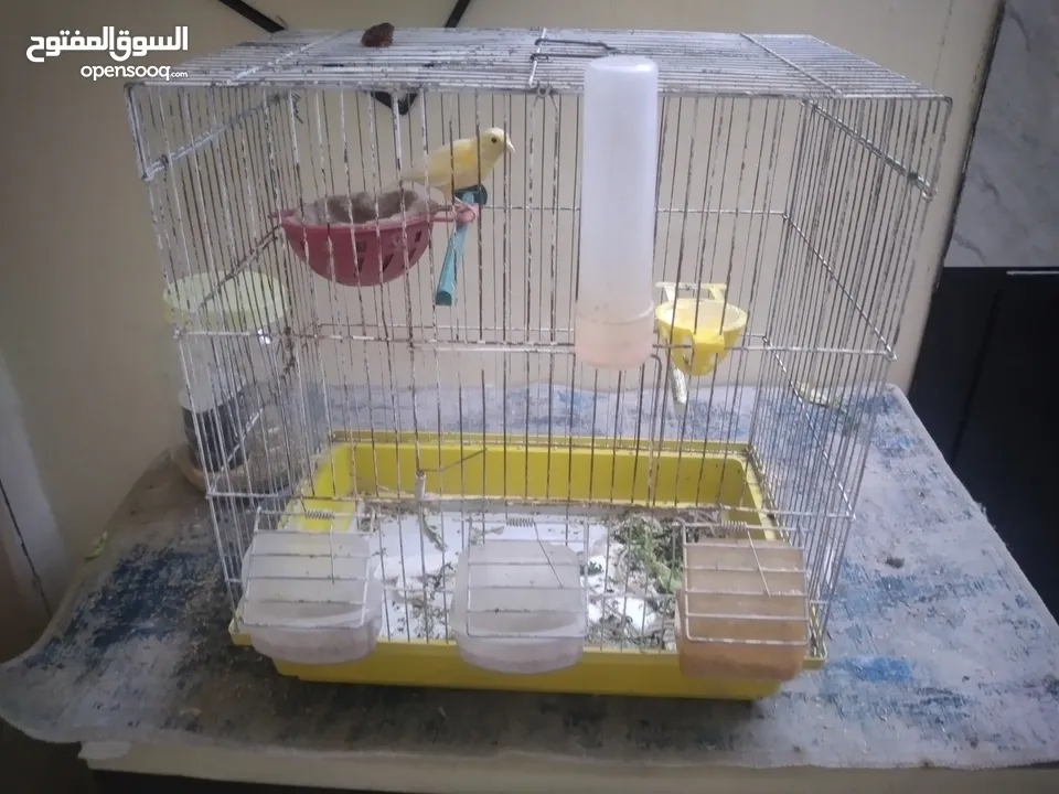 كنار طيره شبه جاهزه للبيع مع القفص