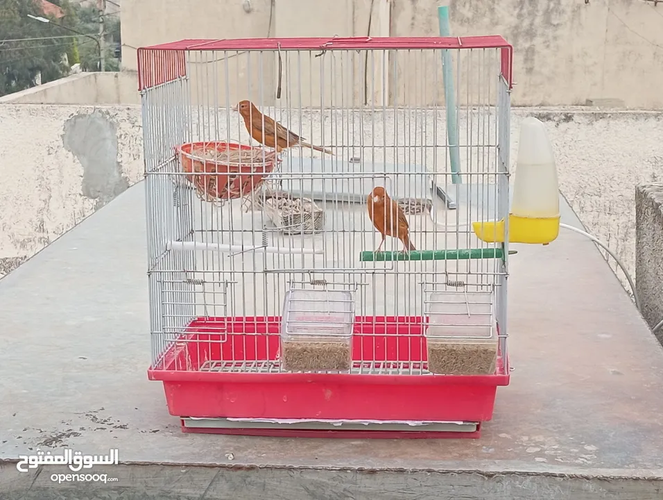 جوز كرزي وطيرة بيضا اقرأ الوصف