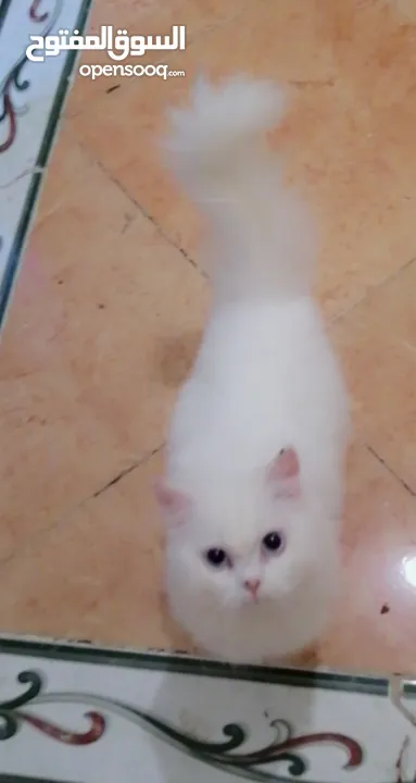 Persian kitten 5 months old