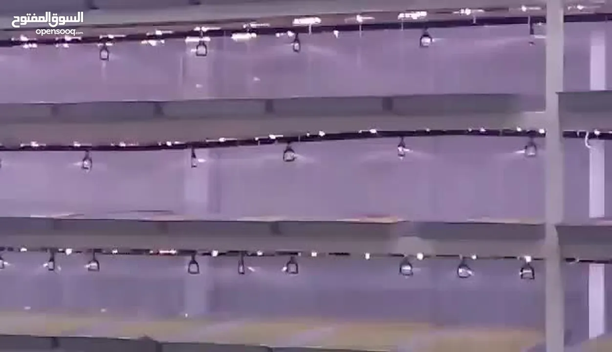 استنبات شعير  شعير مستنبت Sprouted   صواني استنبات شعير Barley germination barley