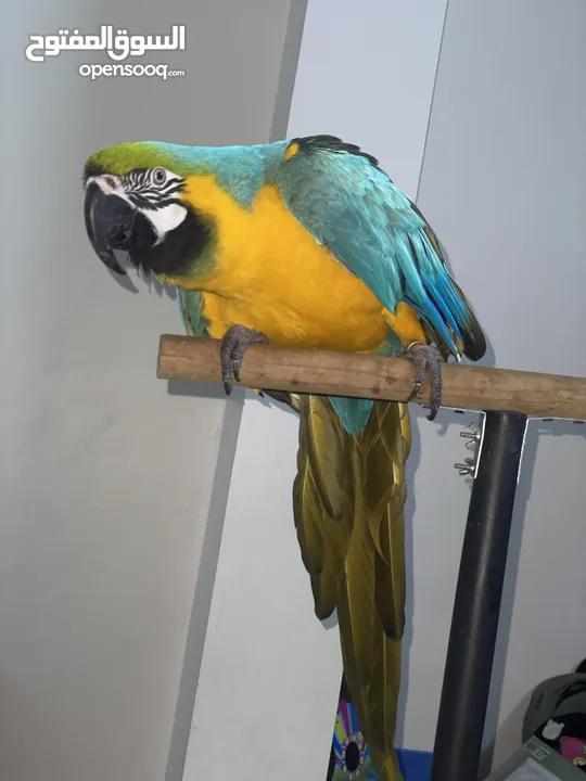 ببغاء المكاو ( macaw parrot )