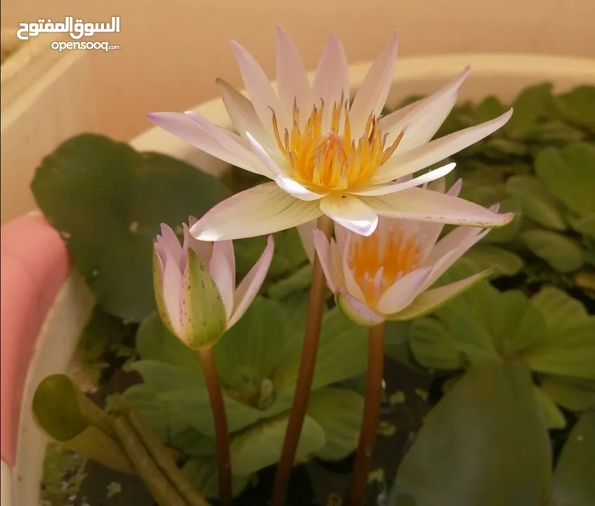 White water Lily for sale - Azaiba