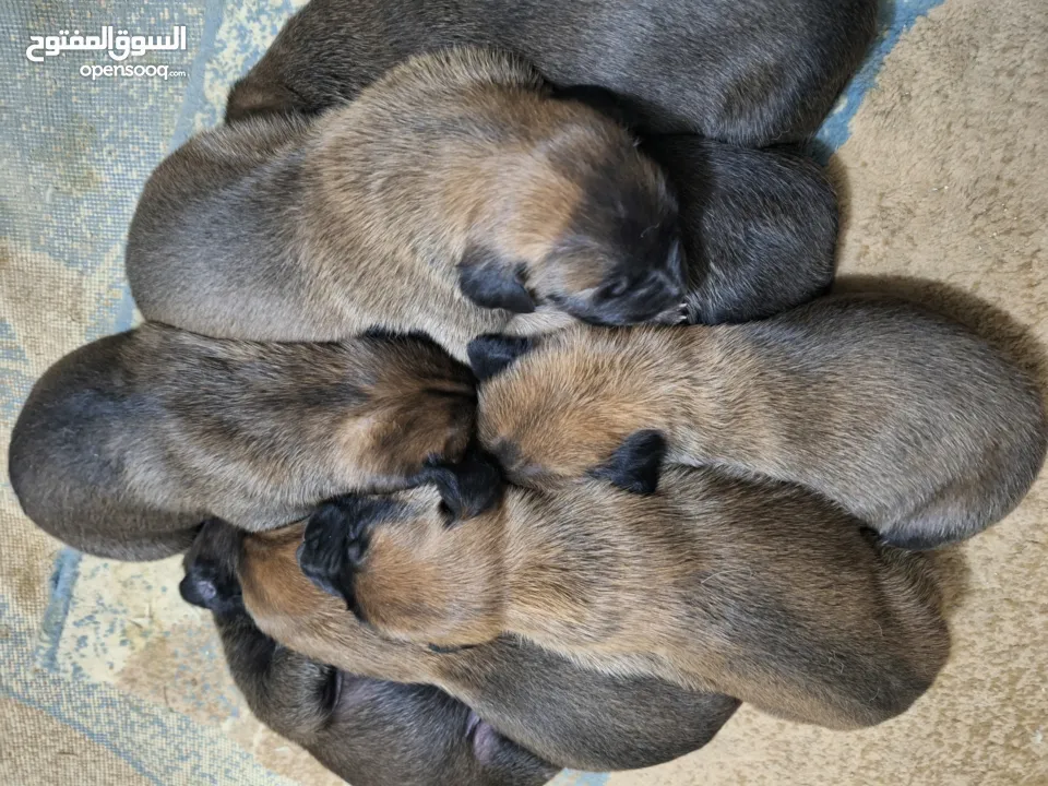 جراو مالينوا الأصل  للبيع  عمر عشرين يوم