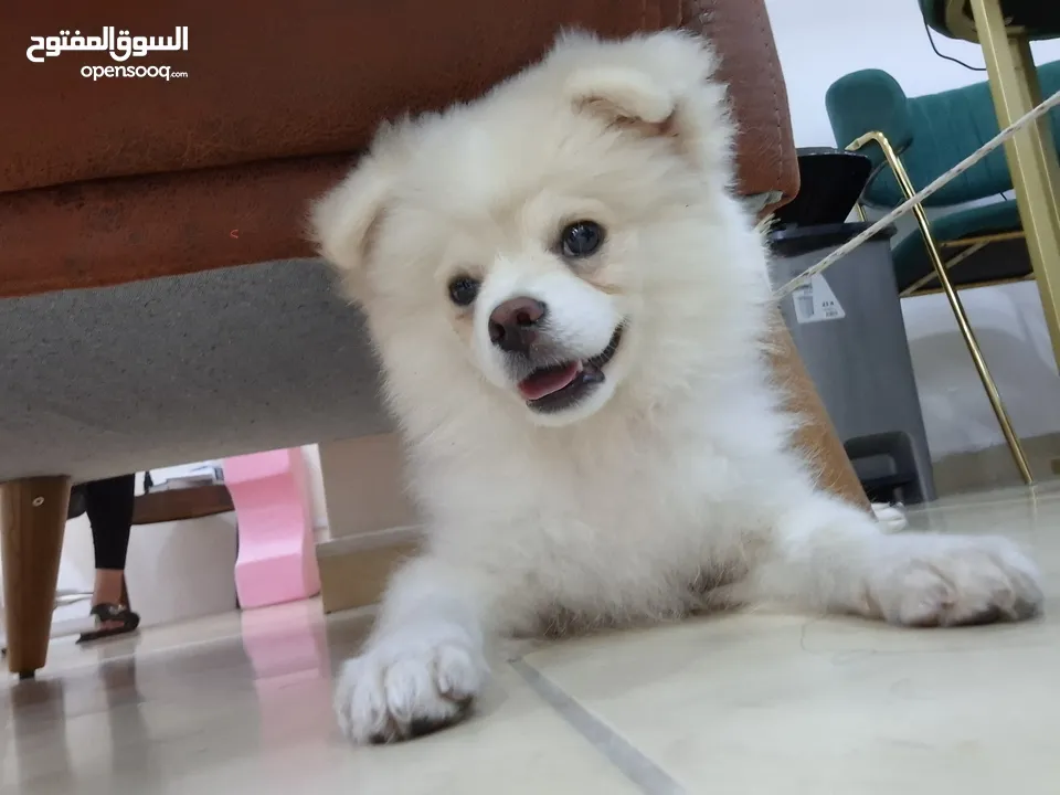 بوميرينيان للبيع