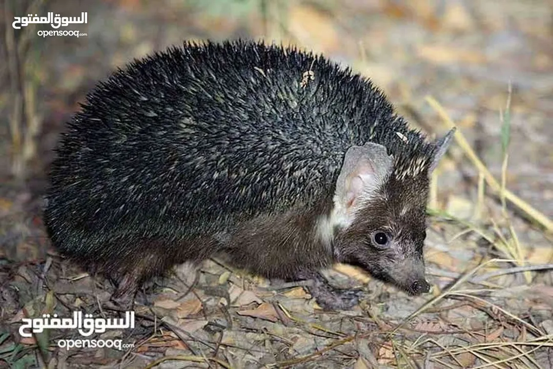 قنفذ لايف ياكل العقارب ولاافعي أليف جدا جدا جدا