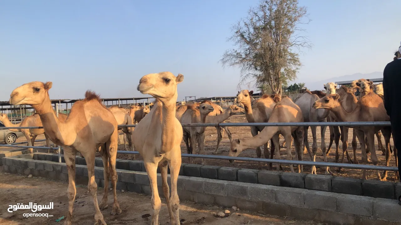 تعلن مزرعه قرن الكبش عن وصول دفعه جديده من قعدان الجنوب فرع بركاء