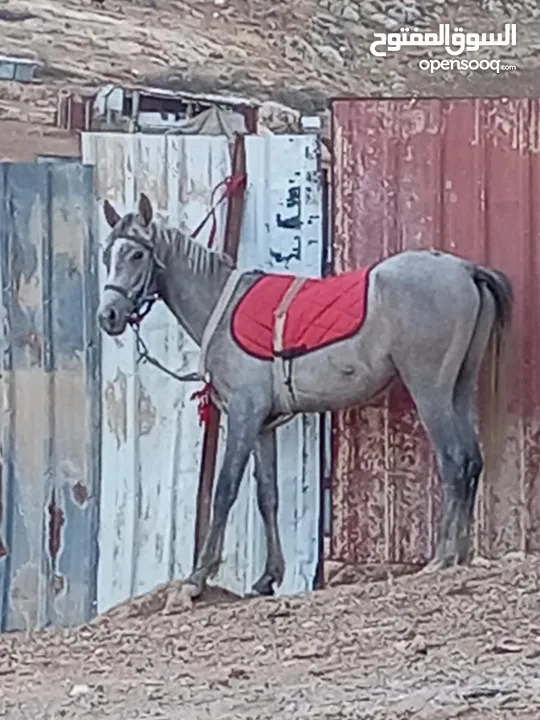 مهر عربي للبيع