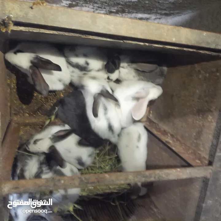 ارانب هجين