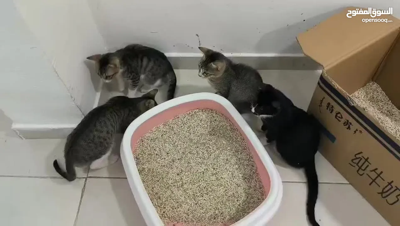 lovely kittens for free adoption