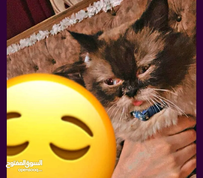 قط مكس  هجين للبيع بسعر مغري بداعي السفر الى خارج البلاد  نوع مكس هيمالايا مع برتش