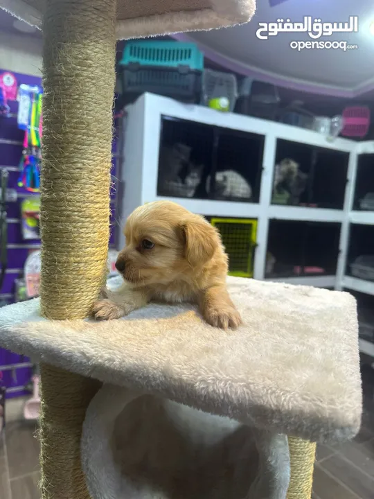 Mini golden retriever puppies