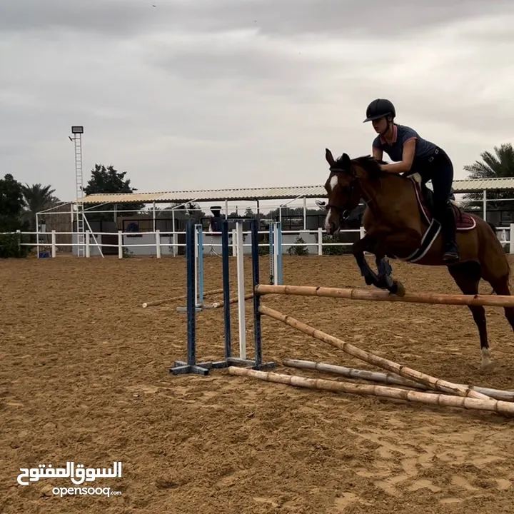 Jumping mare kids/beginner friendly