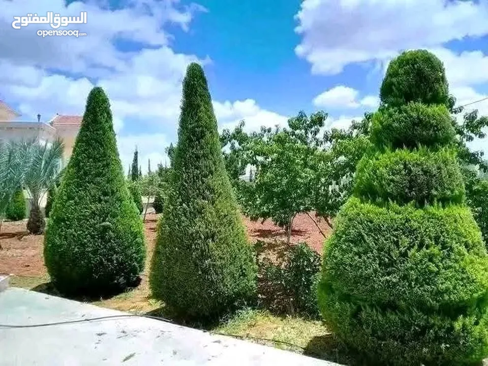 يتوفر جميع أنواع الاشجار  حمضيات لوزيات شجر زينه نسعد بخدمتكم