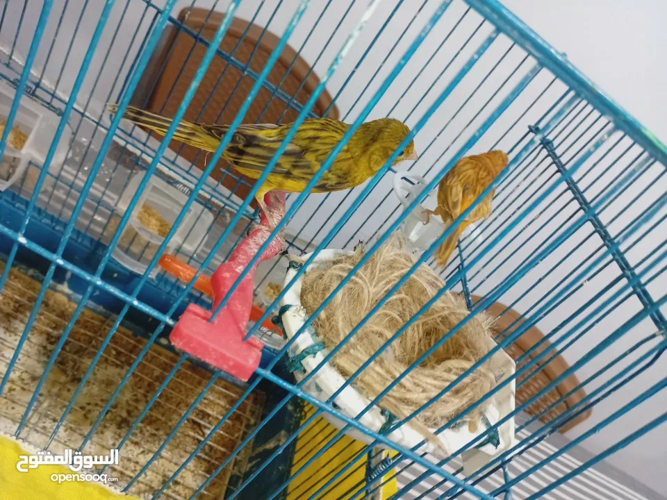 عصفير كنار