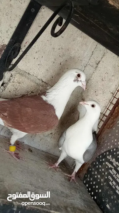 جواز حمام للبيع