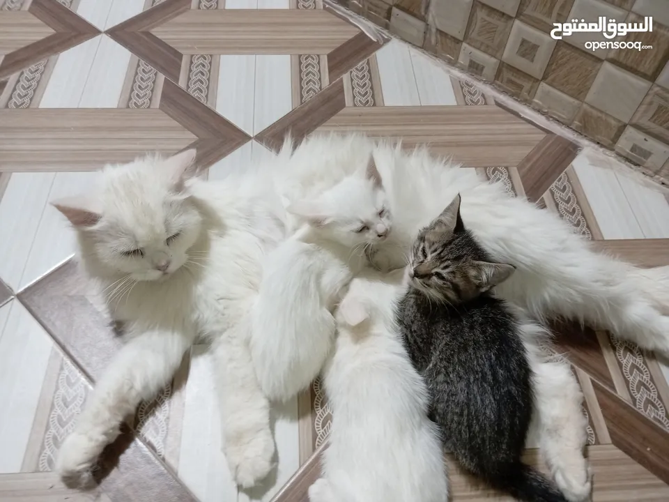 قطة شيرازيه مع أبنائها عمرهم شهر ونصف