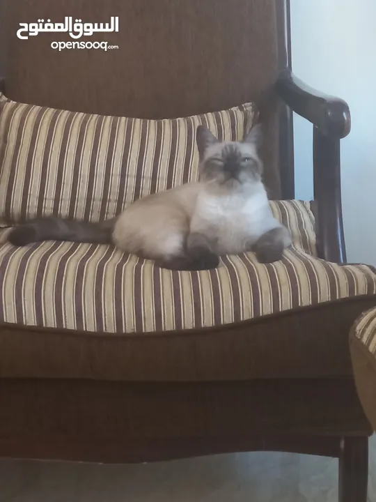 قطة سيامي بيور