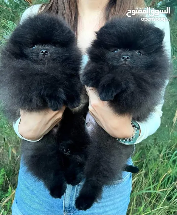 Pomeranian   Samoyed    Giant Malamute