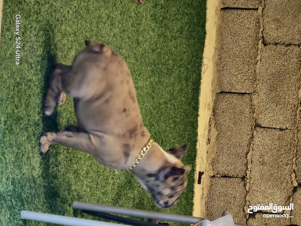 american bully exotic female 75 days  امريكان بولي اكزوتيك أنثى عمرها 75 يوم