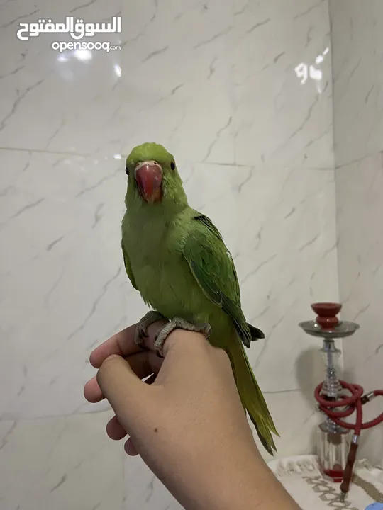 ببعاد دره اليف جدااااااااا