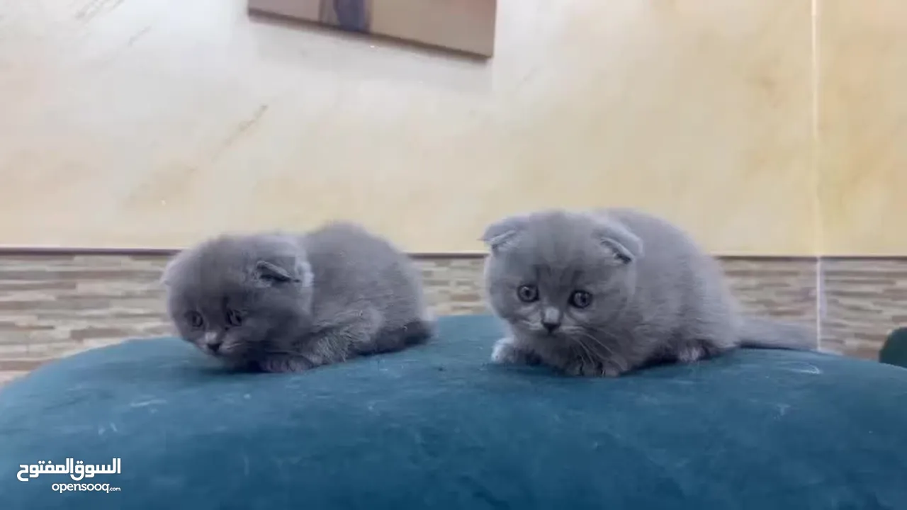 Scotts Fold, 2 months old