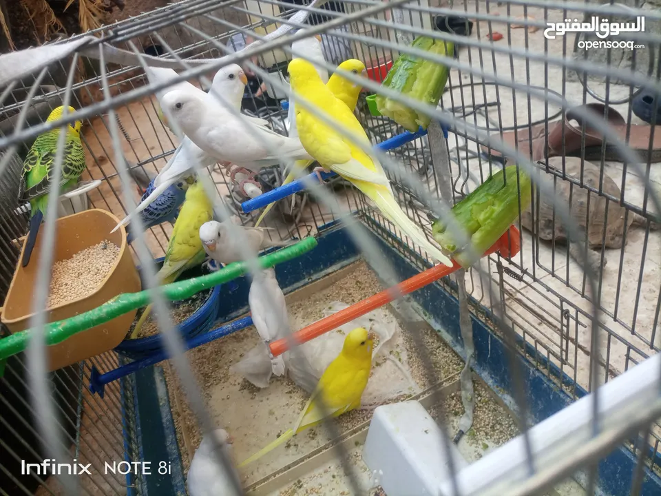 طيور للبيع