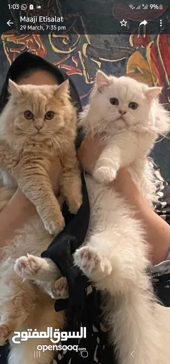 female and male cat for free0
