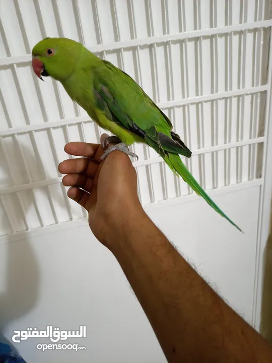 انثى دره هندي منتجه